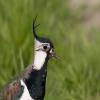 Northern Lapwing